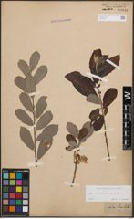 Foto von Salix cinerea L.